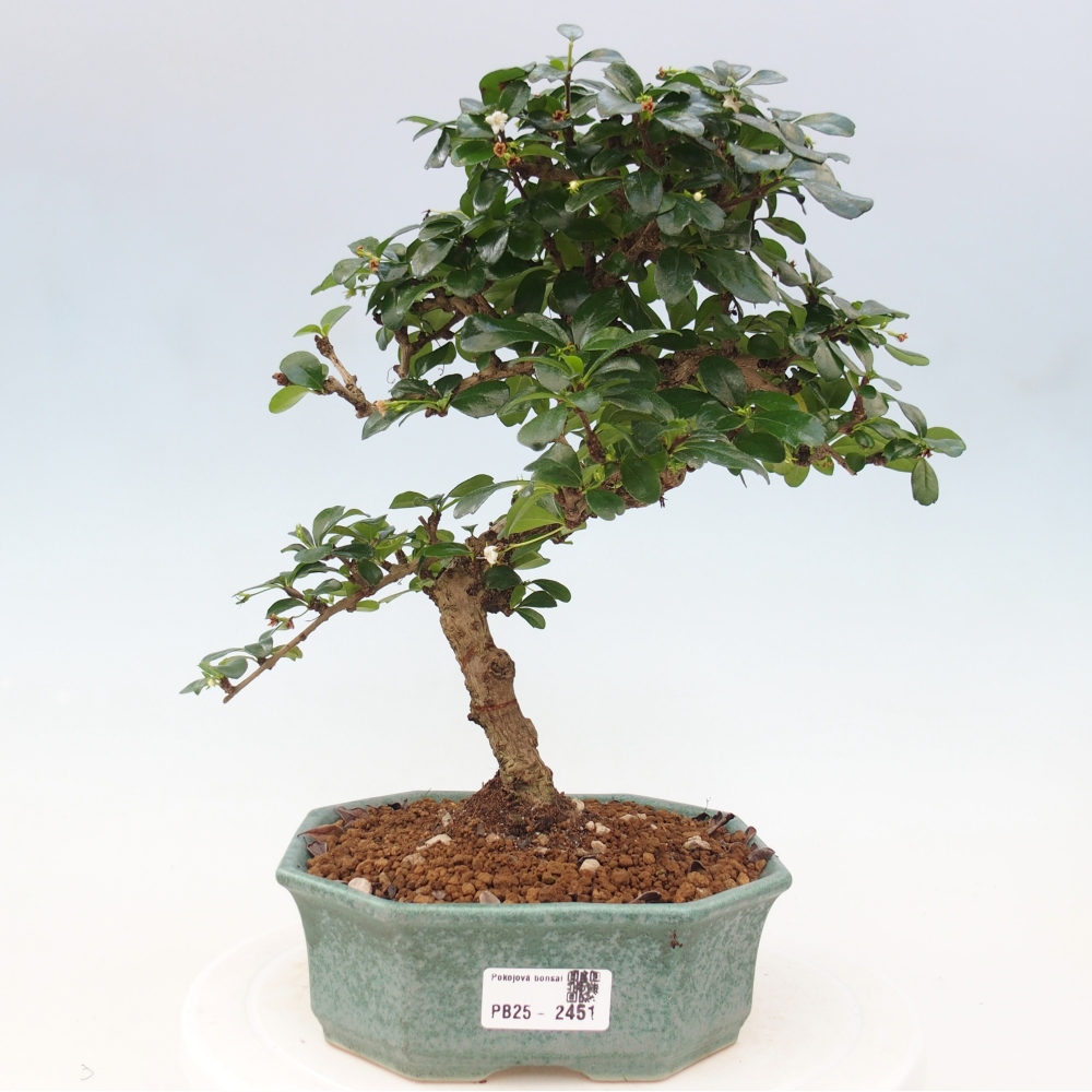 Izbová bonsai - Carmona macrophylla - Čaj fuki