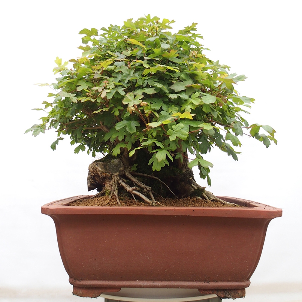 Vonkajší bonsai - Javor Francúzsky - Acer Nonspessulanum