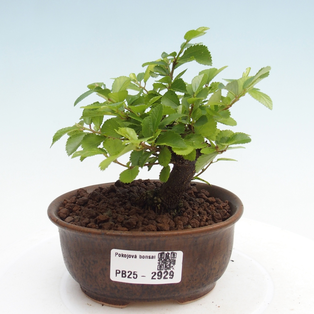Izbová bonsai - Grewia occidentalis - Hviezdica levanduľová