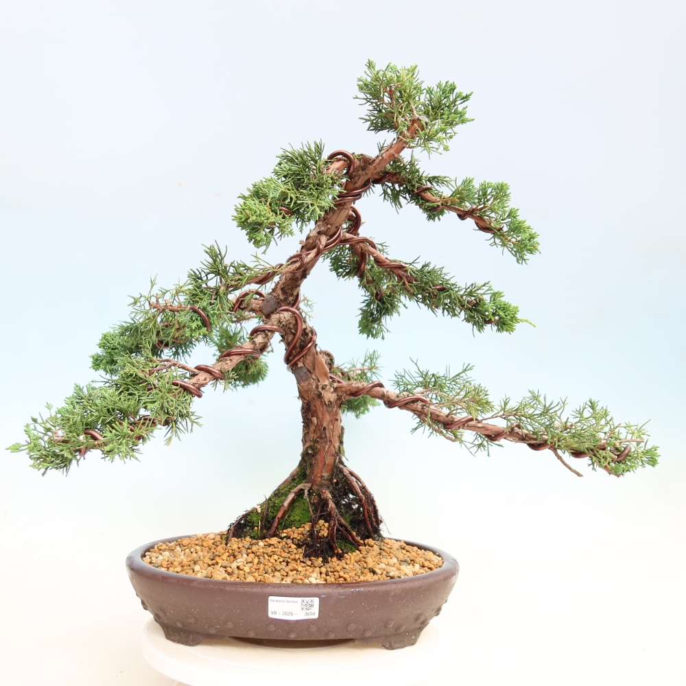 Vonkajší bonsaj - Juniperus chinensis Kishu