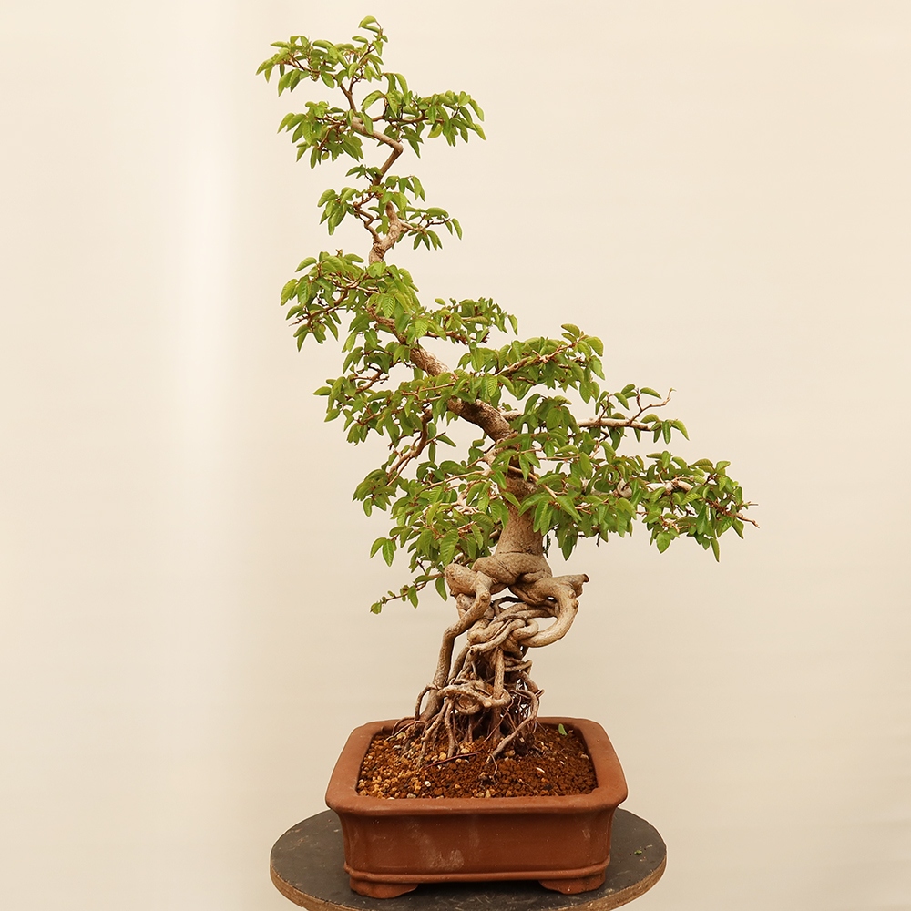 Vonkajší bonsai -Carpinus Coreana - Hrab kórejský