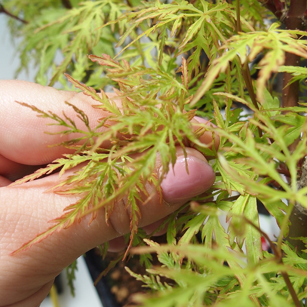 Vonkajšie bonsai - Acer palmatum Dissectum - Javor dlaňolistý 