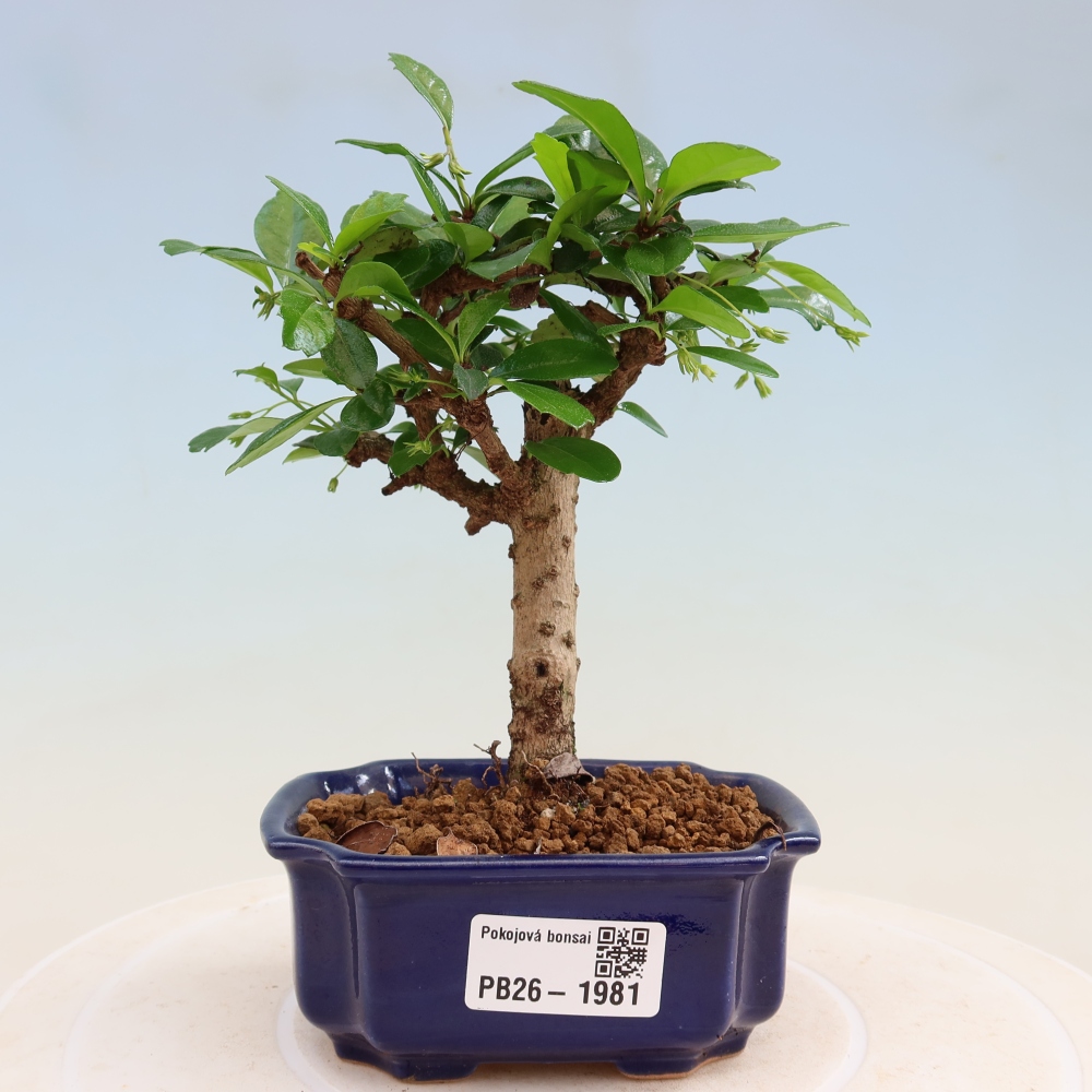 Izbové bonsaje - Carmona macrophylla - Tea fuki