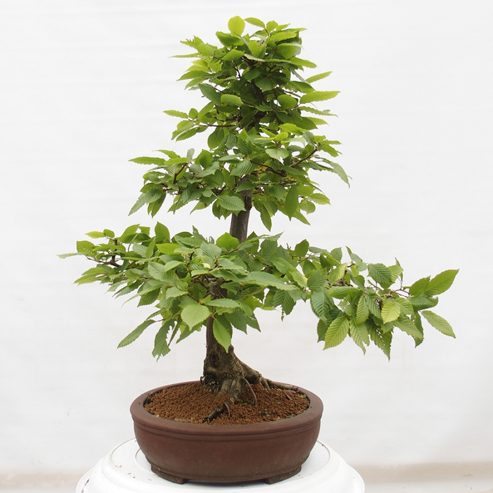 Vonkajší bonsai - Hrab obyčajný - Carpinus betulus