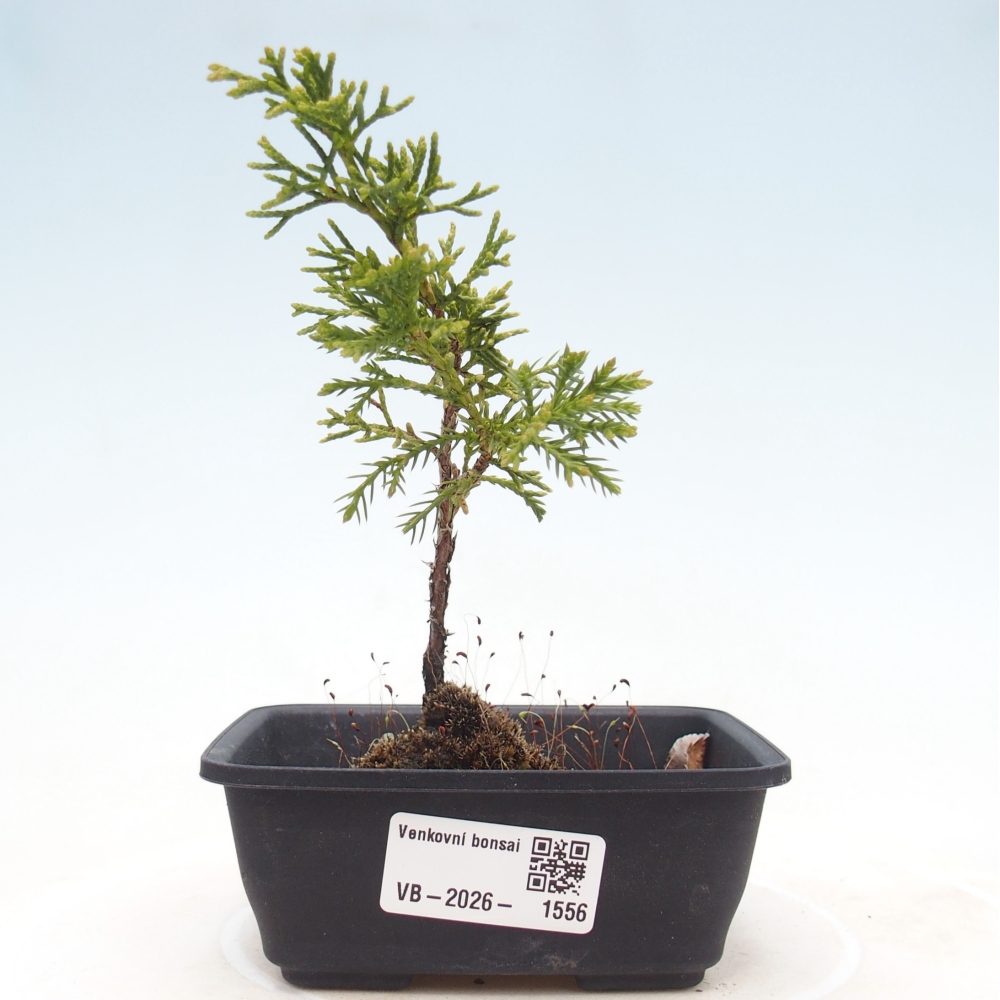 Vonkajší bonsaj - Juniperus chinensis Itoigawa