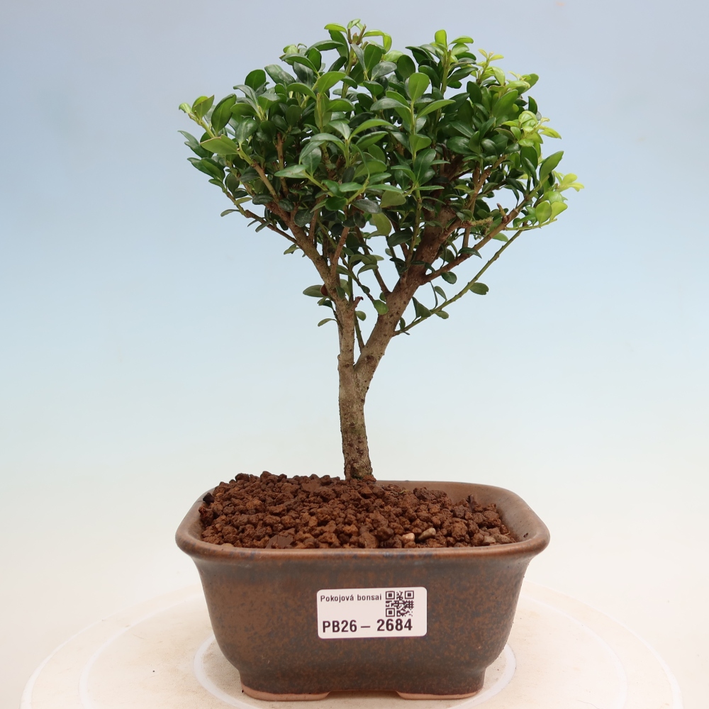 Izbový bonsaj - Ilex crenata - Cesmína