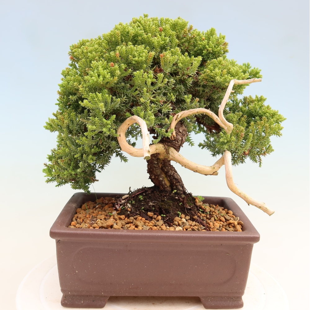 Vonkajší bonsai – Juniperus procumbens – jalovec ležiaci