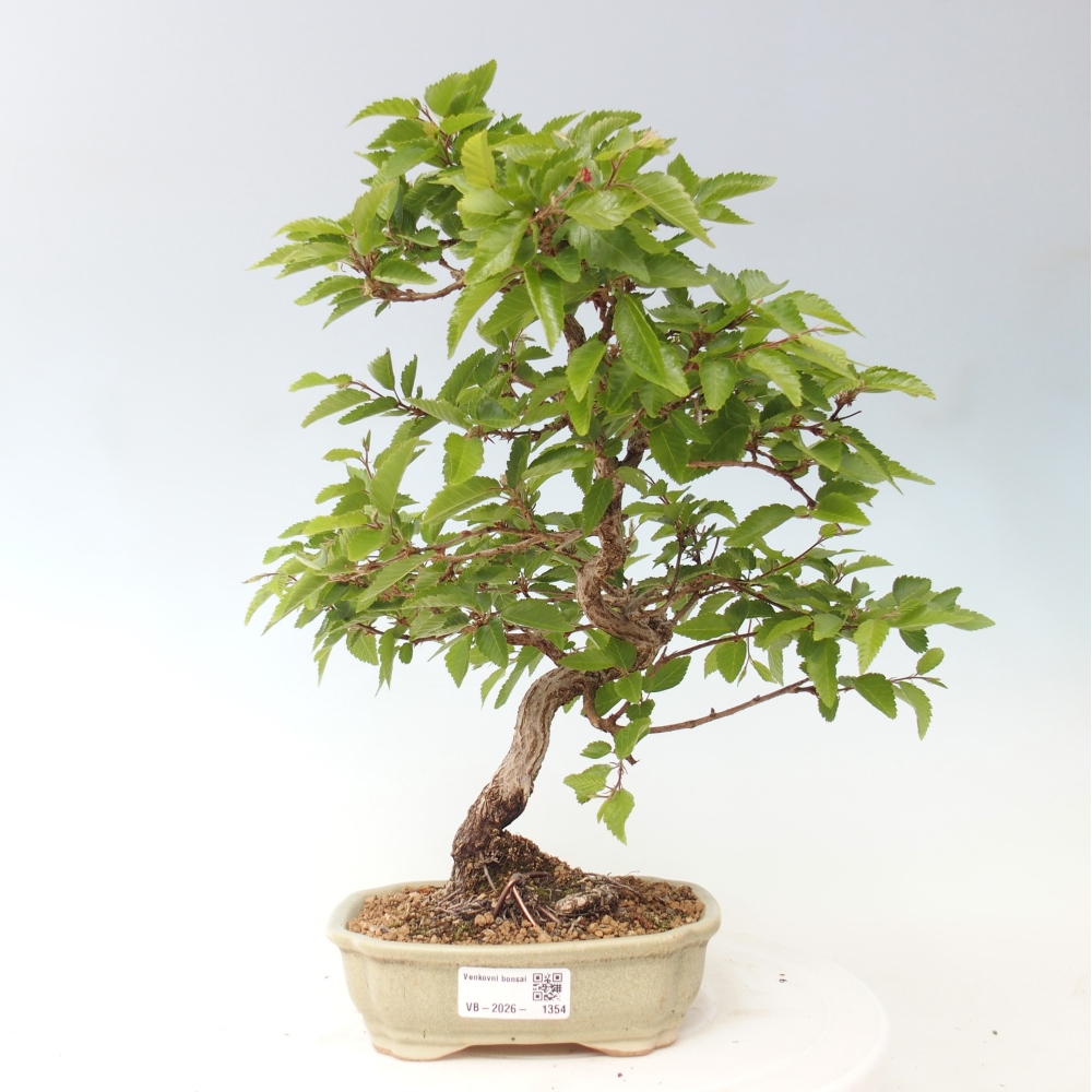 Vonkajšie bonsaje -Carpinus CARPINOIDES - Hrab kórejský