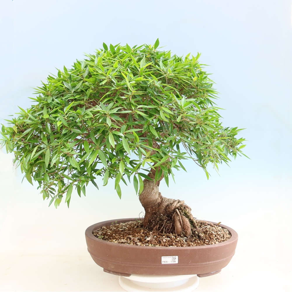 Izbové bonsaje - Ficus nerifolia - fíkus drobnolistý