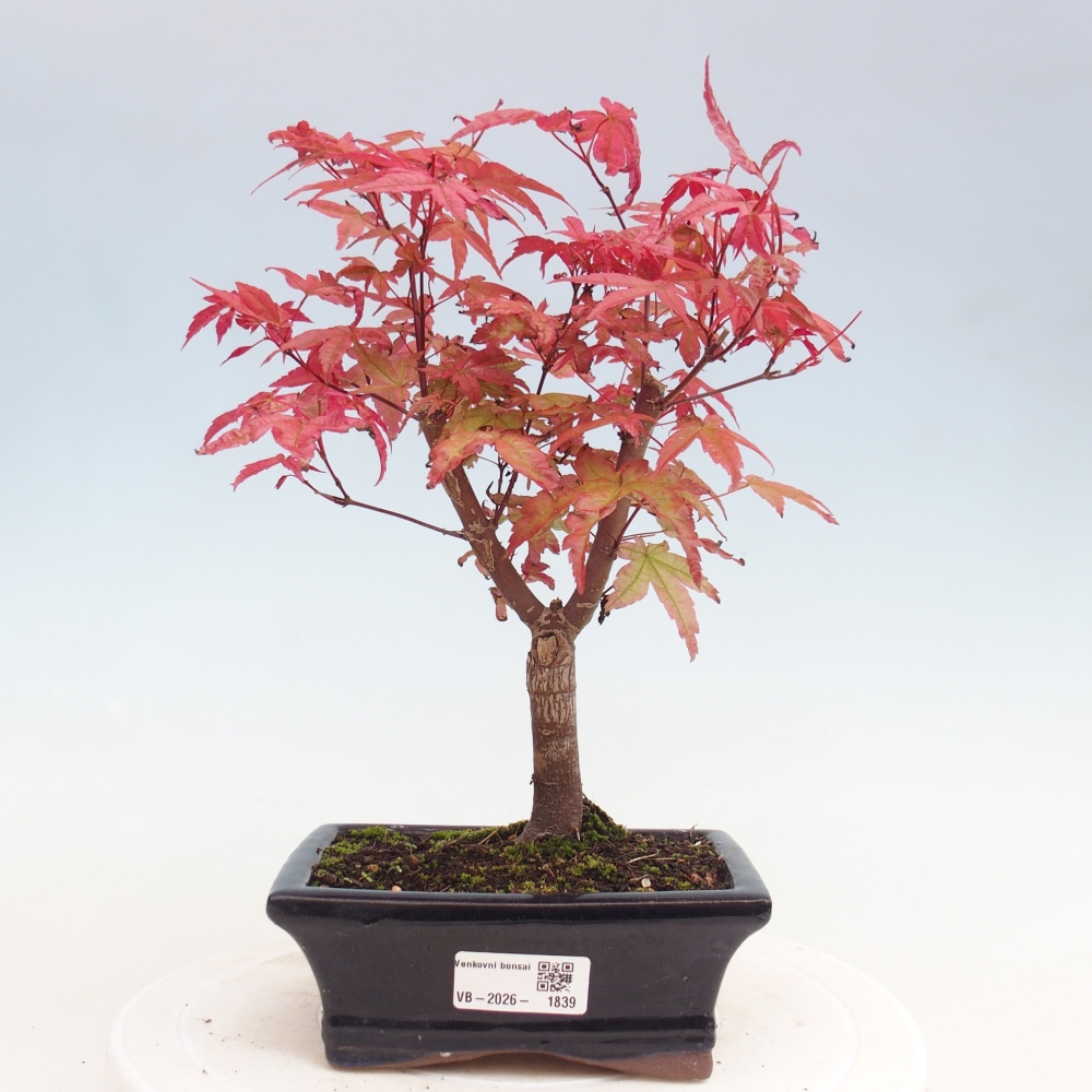 Vonkajší bonsaj - Acer palmatum DESHOJO
