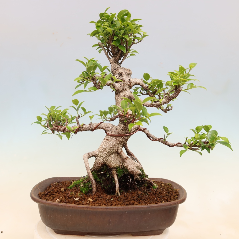 Izbové bonsaje - Ficus kimmen - drobnolistý fikus