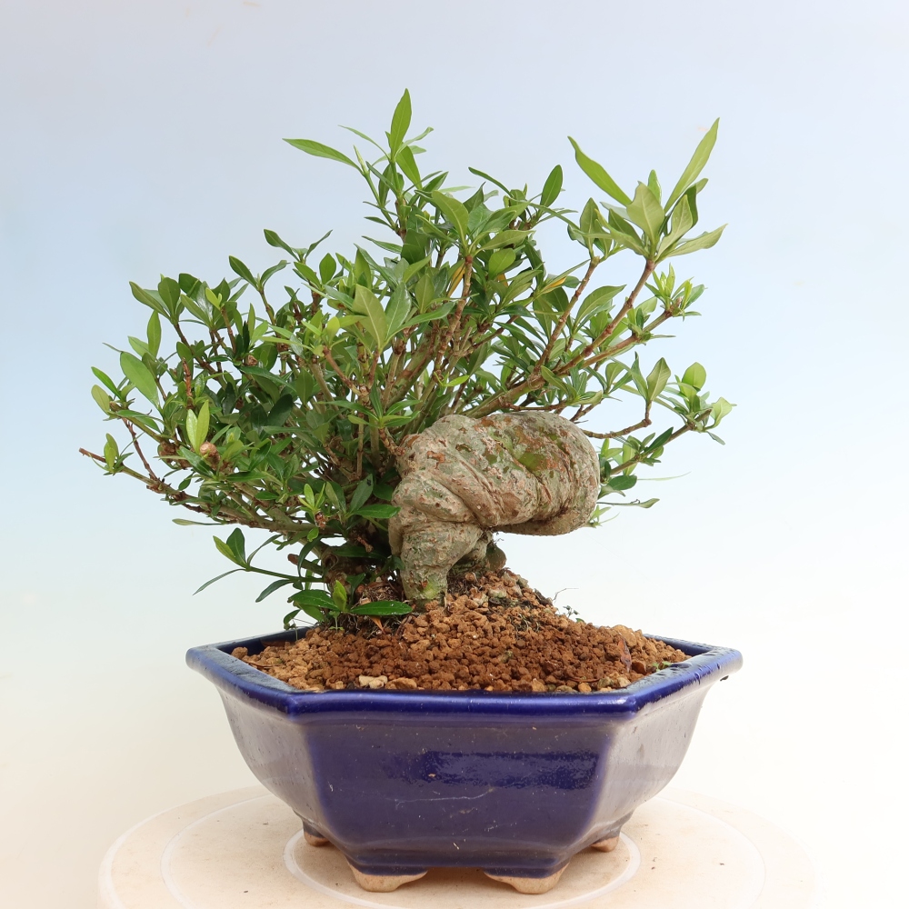 Izba bonsai – Gardenia jasminoides – Gardenia
