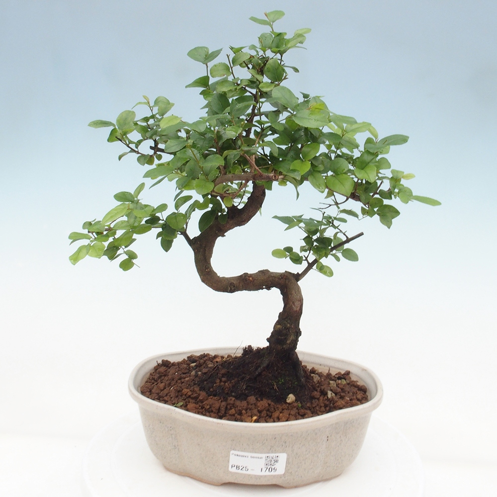 Izbová bonsai - Sagerécia thea - Sagerécia thea