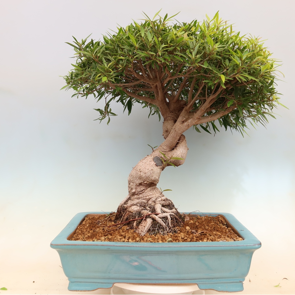 Izbové bonsaje - Ficus nerifolia - fíkus drobnolistý