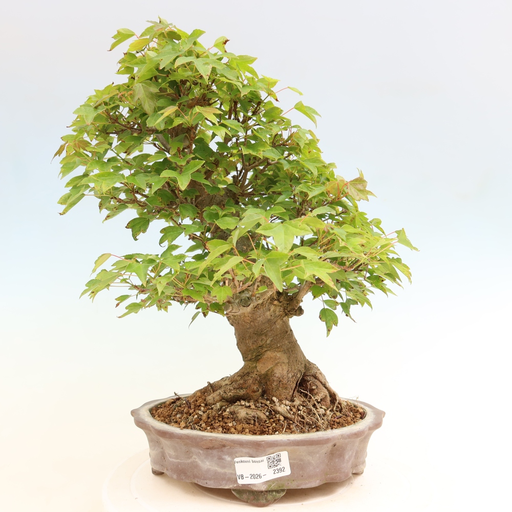 Vonkajšie bonsaje - Javor Burger - Acer Burgerianum