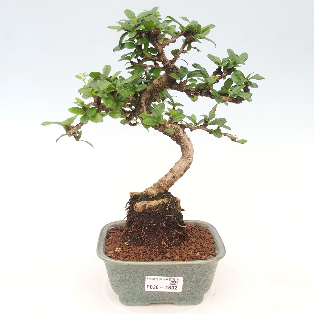 Izbové bonsaje - Carmona macrophylla - Tea fuki