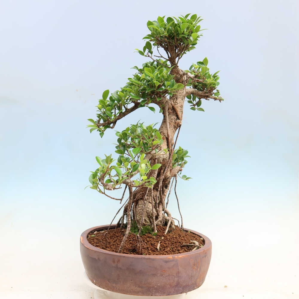 Izbové bonsaje - Ficus kimmen - drobnolistý fikus