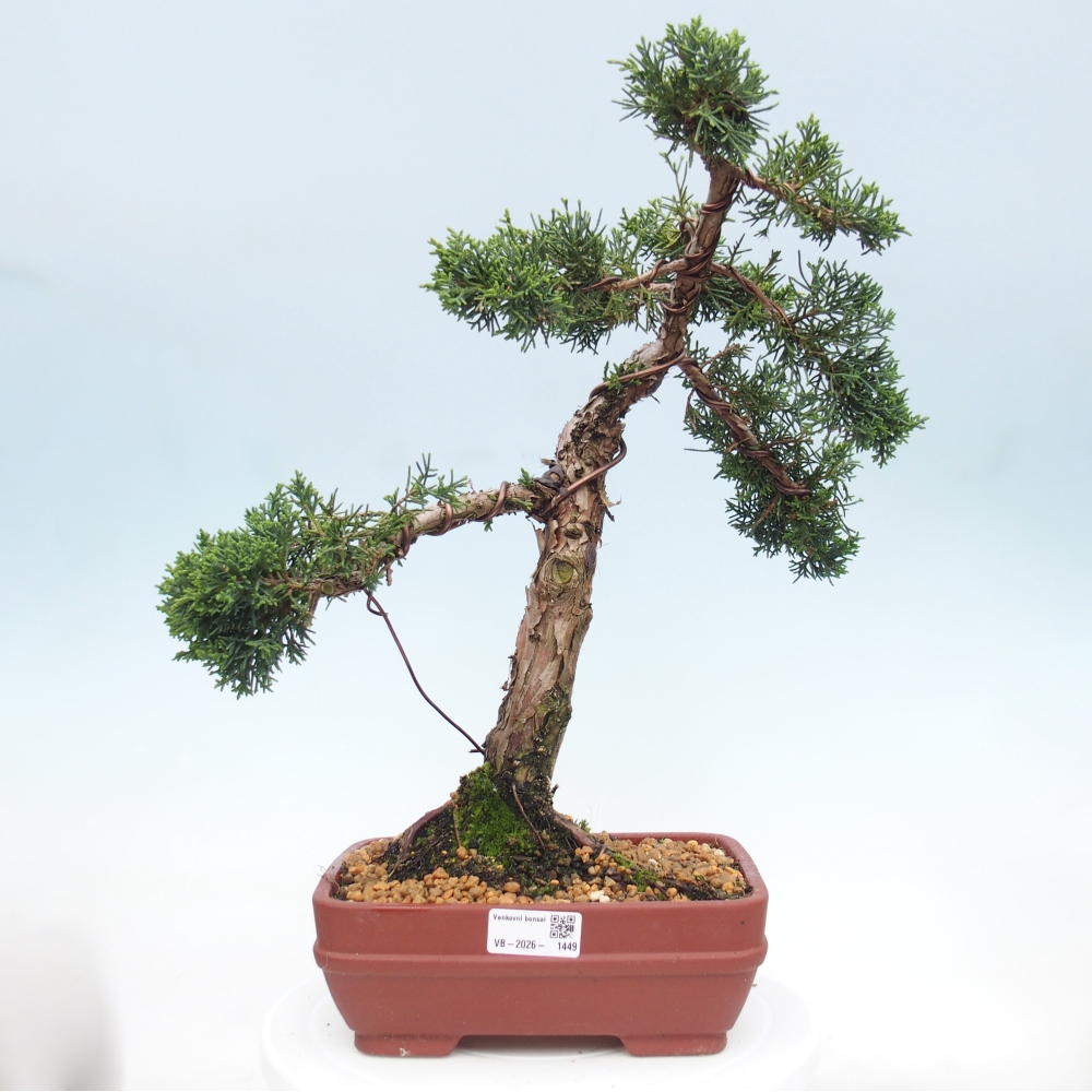 Vonkajší bonsaj - Juniperus chinensis Kishu