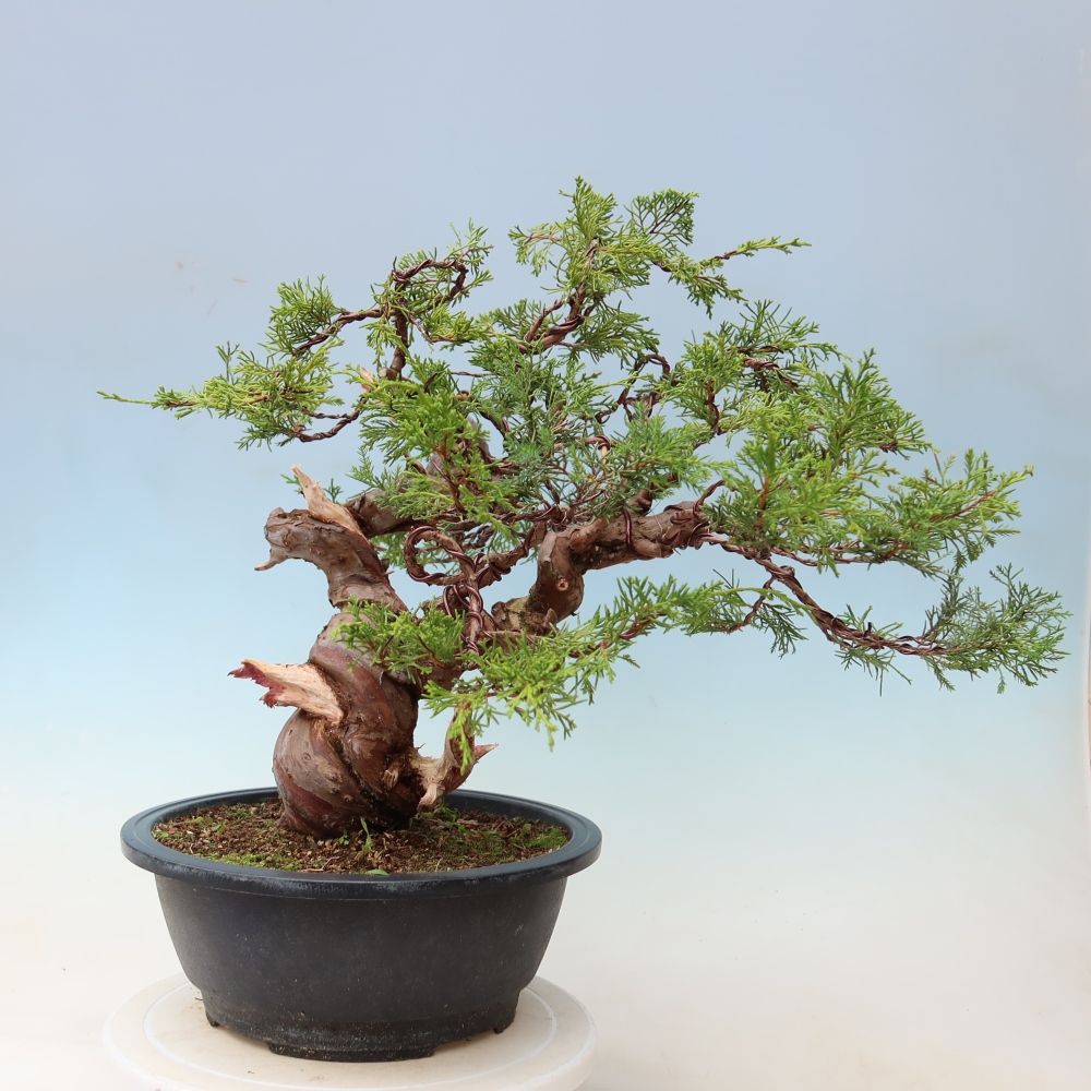 Vonkajší bonsai – Juniperus chinensis Itoigawa – čínsky jalovec