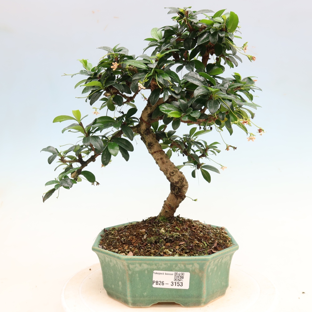 Izbové bonsaje - Carmona macrophylla - Tea fuki