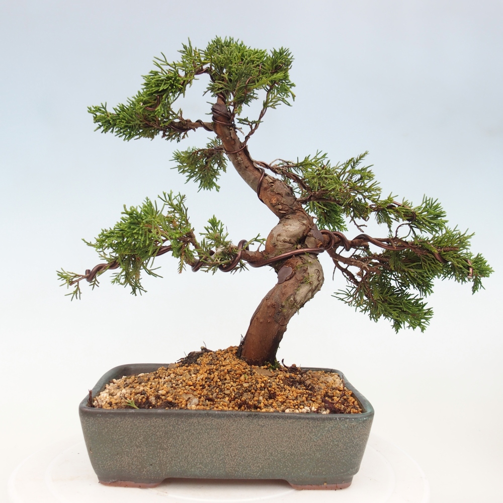 Vonkajší bonsai - Juniperus chinensis Itoigawa -Jalovec čínsky