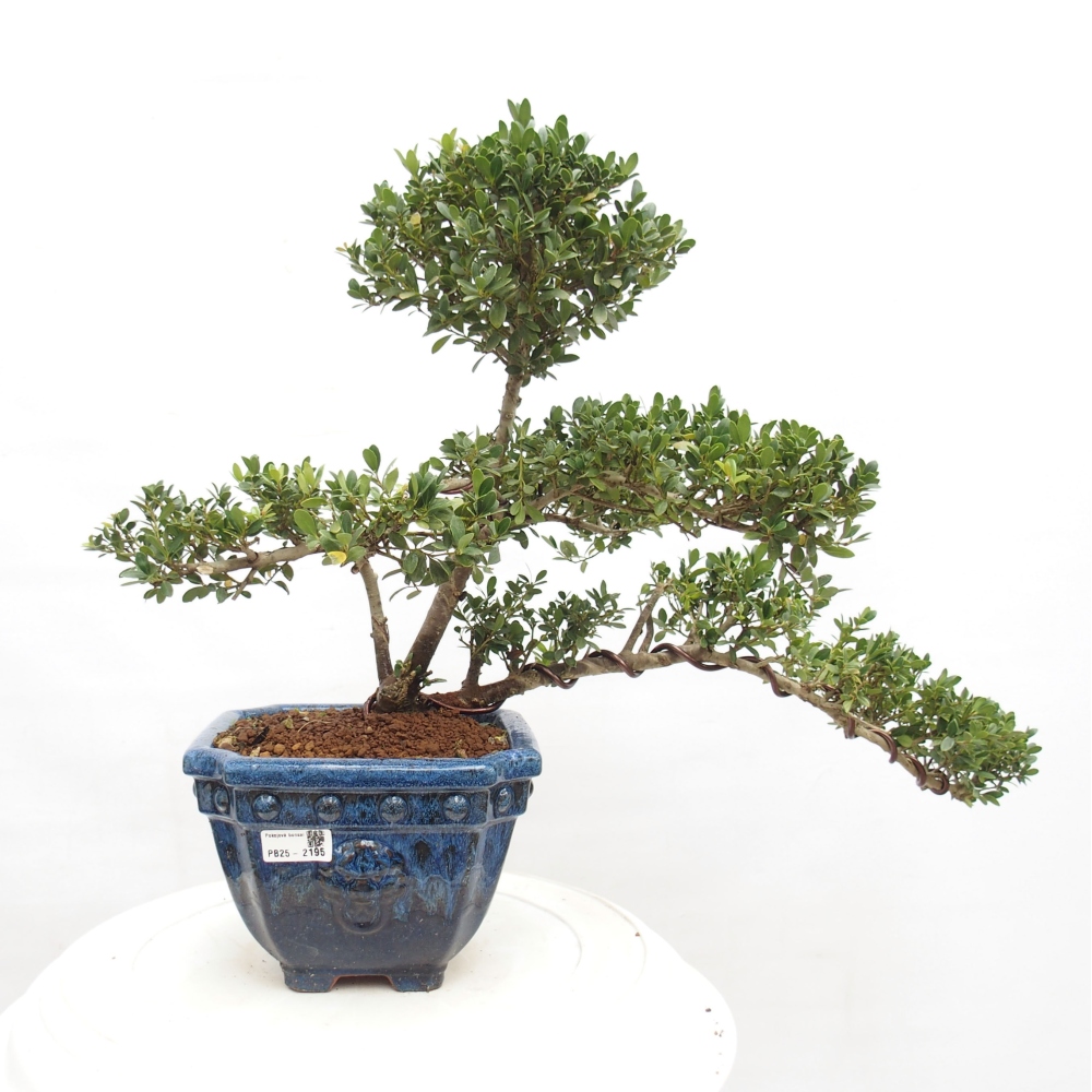 Izbová bonsai - Ilex crenata - Cezmína