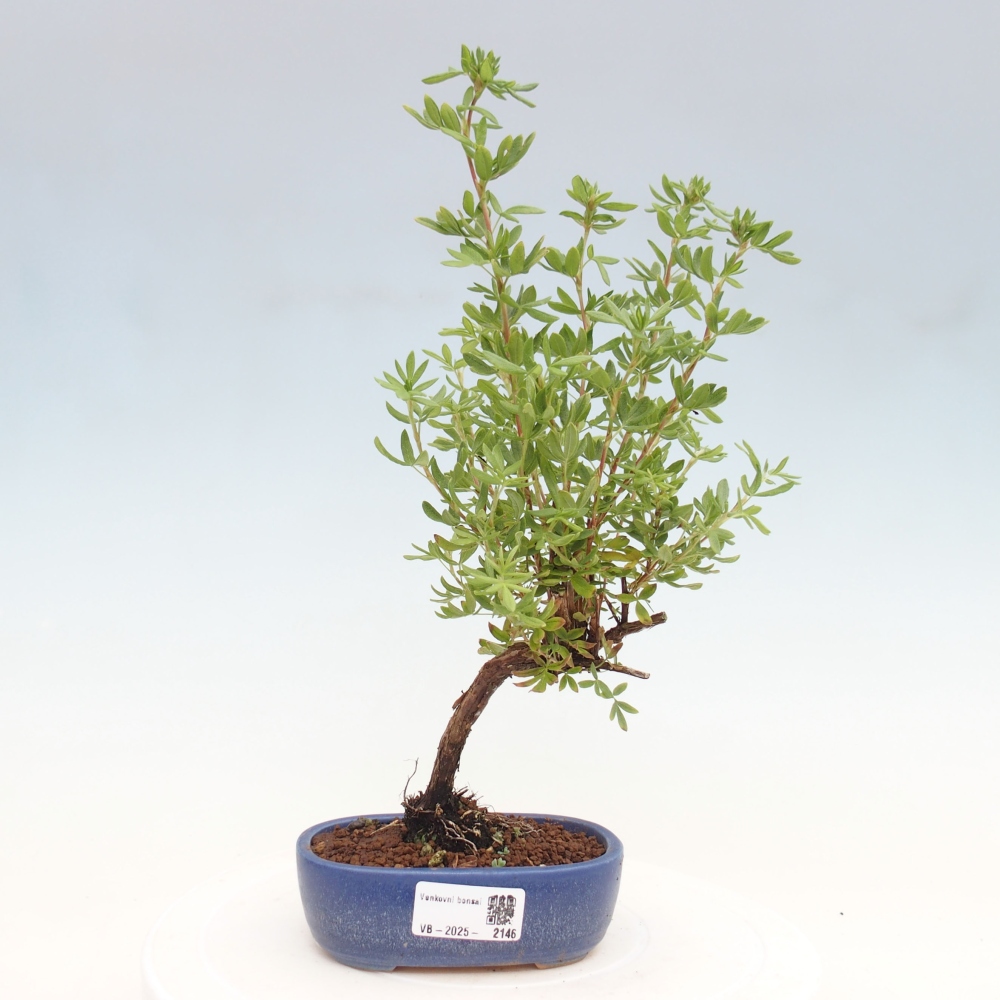 Vonkajšia bonsai-Nátržník krovitá - potentila fruticosa yellow Bird
