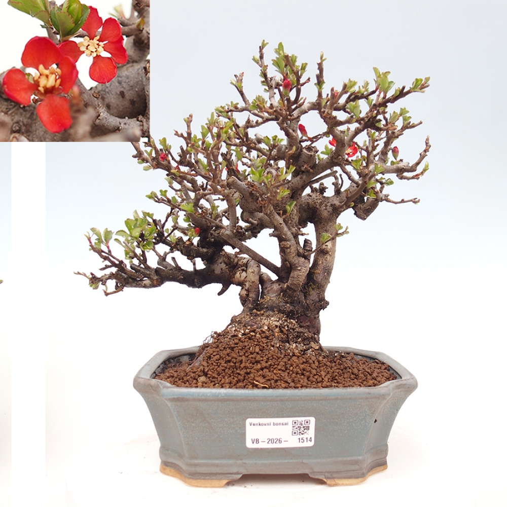 Vonkajšie bonsaje - Chaneomeles speciosa - Kdoule
