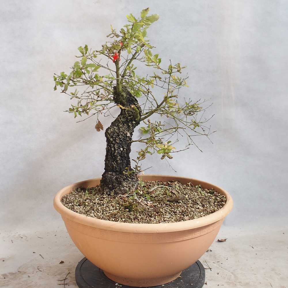 Vonkajší bonsai Quercus Cerris - Dub Cer