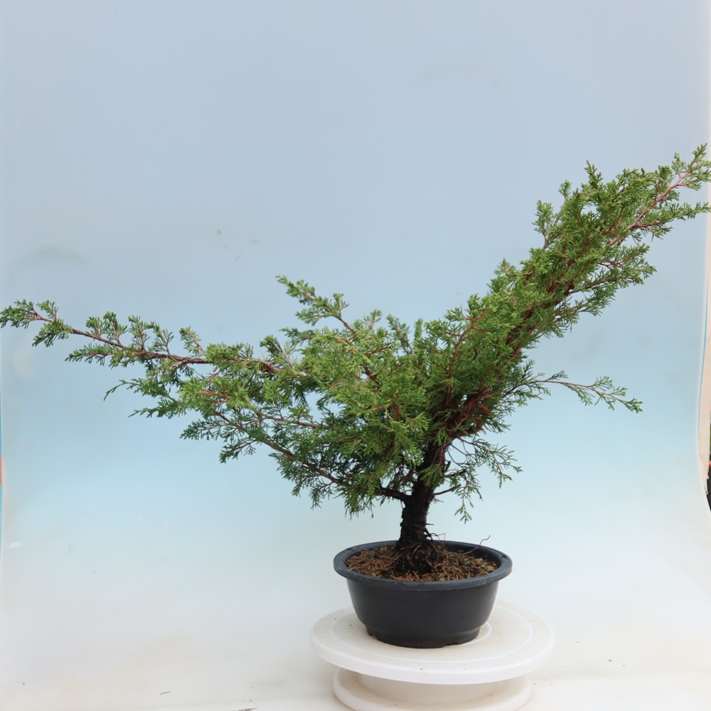 Vonkajší bonsai – Juniperus chinensis Itoigawa – čínsky jalovec
