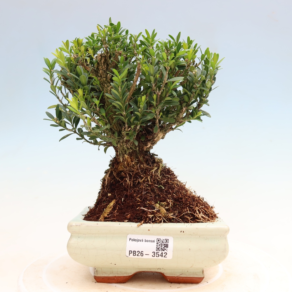 Izbové bonsaje - Buxus harlandii - korkový buxus