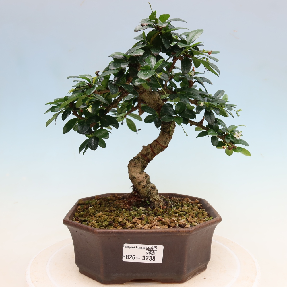 Izbové bonsaje - Carmona macrophylla - Tea fuki