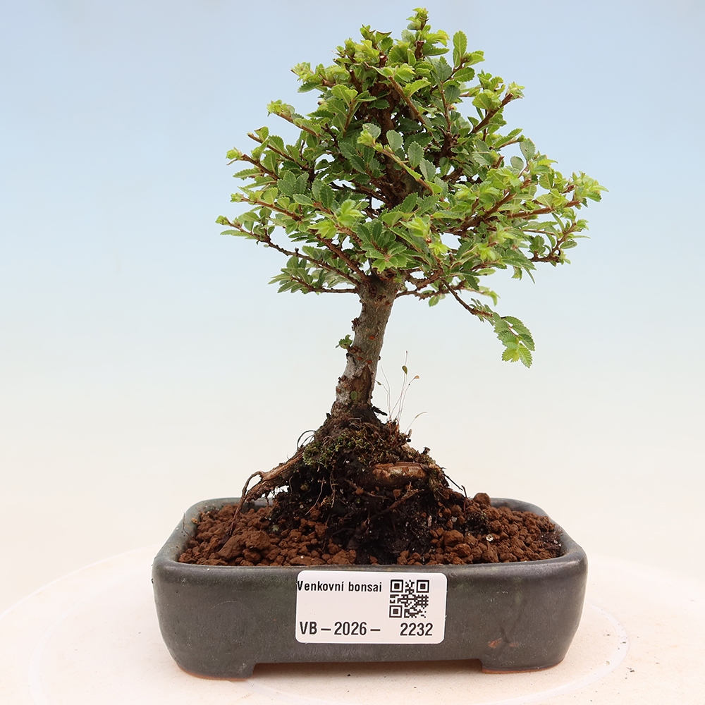 Vonkajší bonsai – Ulmus parvifolia Sagei – javor malolistý