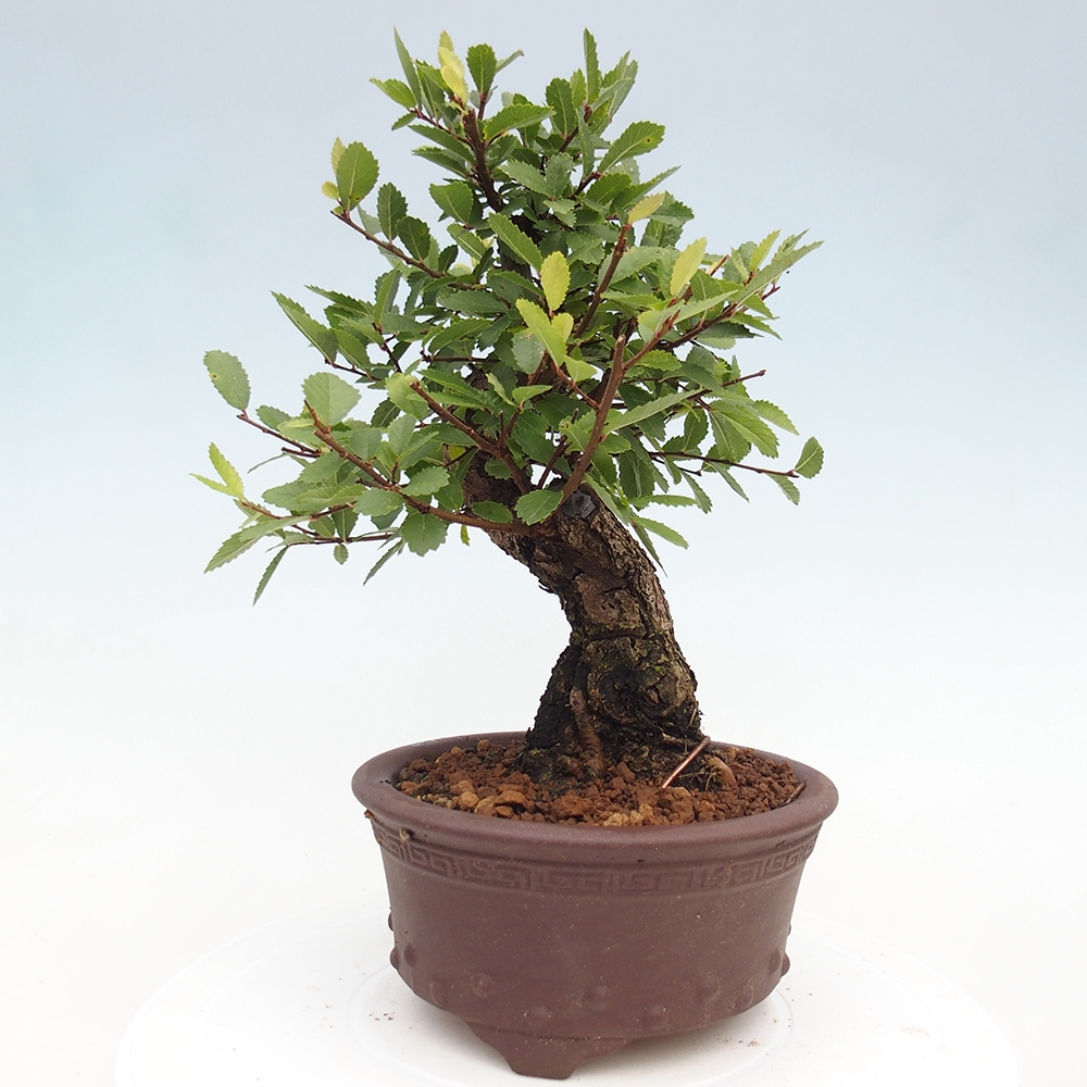 Vonkajšie bonsai - Zelkova - Zelkova serrata
