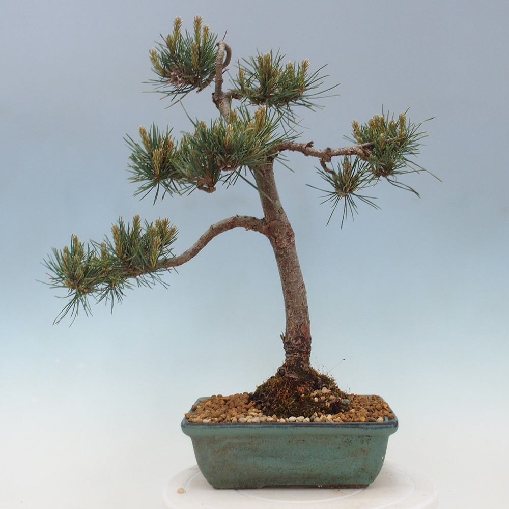 Vonkajšie bonsai - Pinus Sylvestris - Borovica lesná