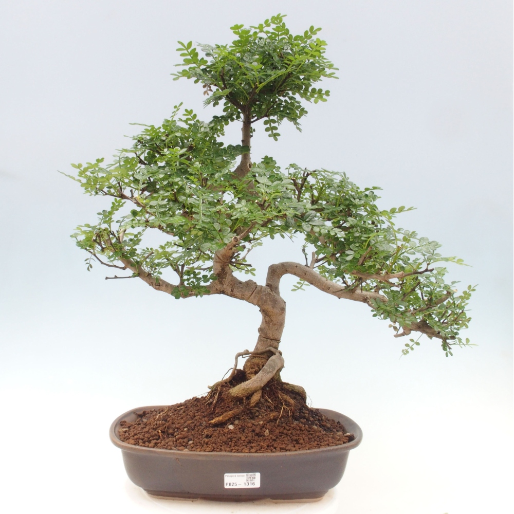 Izbová bonsai - Zantoxylum piperitum - korenistý
