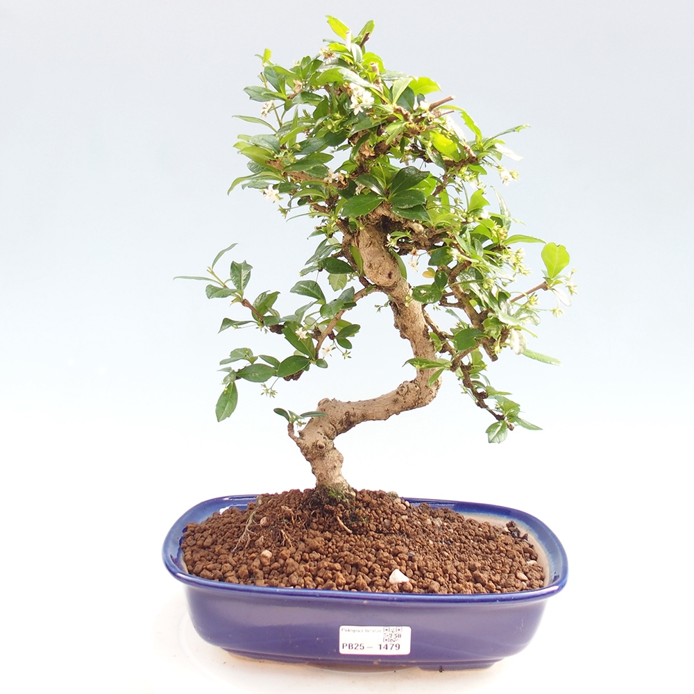 Izbová bonsai - Carmona macrophylla - Čaj fuki