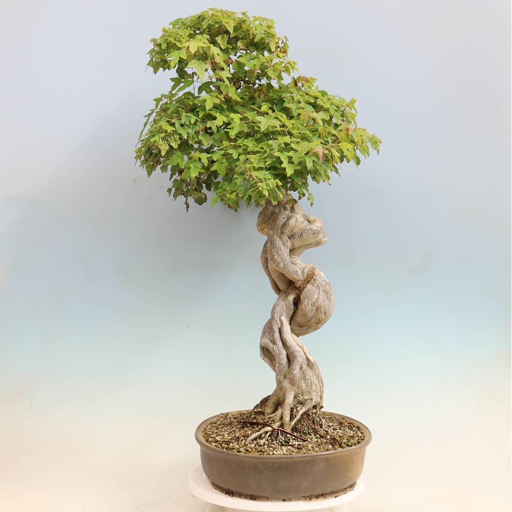 Vonkajšia bonsaj - Acer Buergerianum - Hamburgerový javor