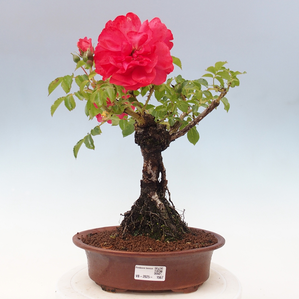 Vonkajší bonsai - Rosa Kordes - ruža