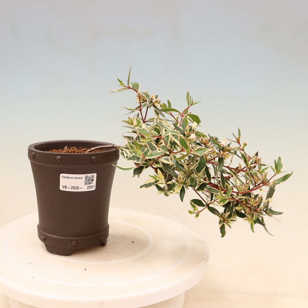 Vonkajší bonsai – Abelia gr. Confetti – Abélie veľkokvetá