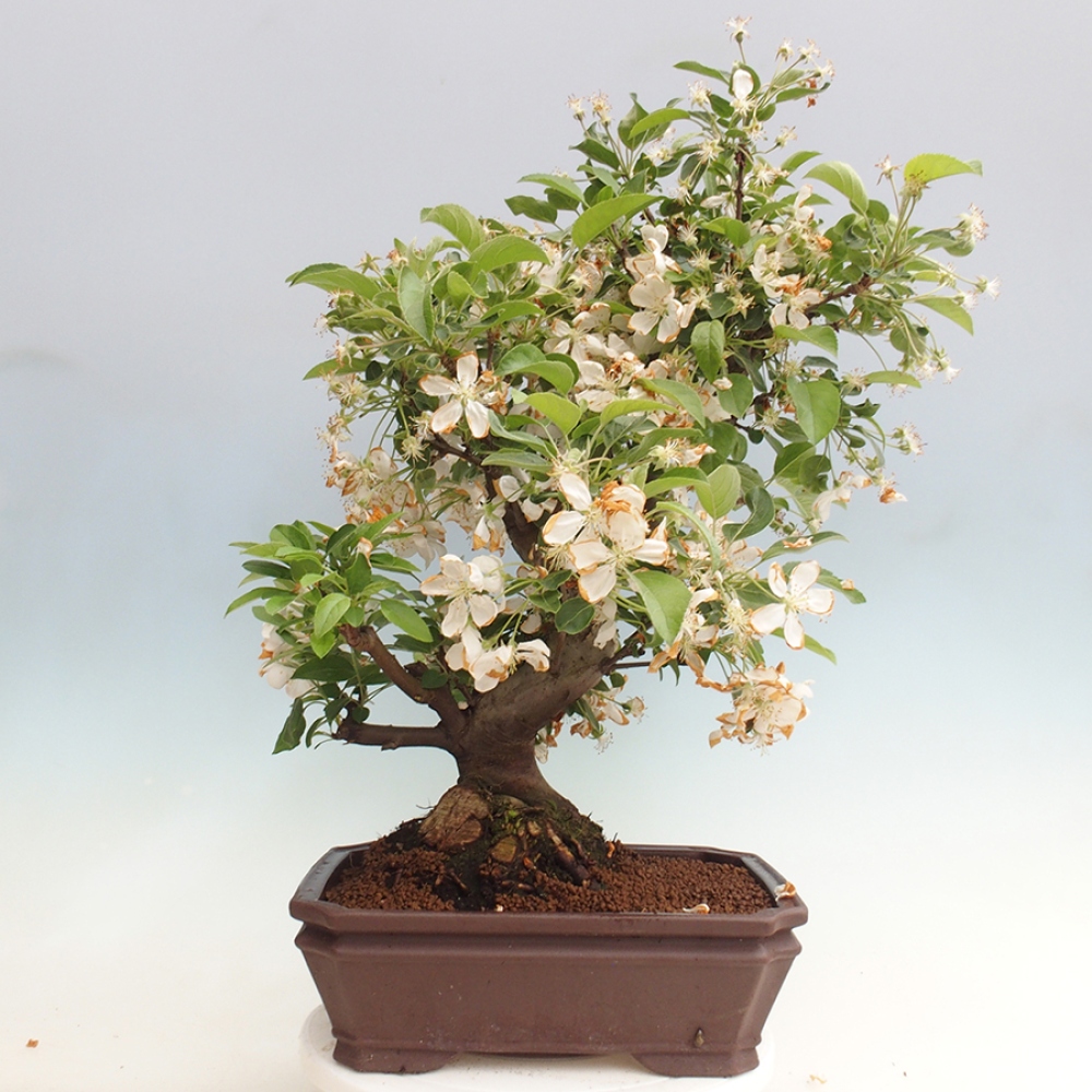 Vonkajší bonsai -Malus halliana - Maloplodá jabloň