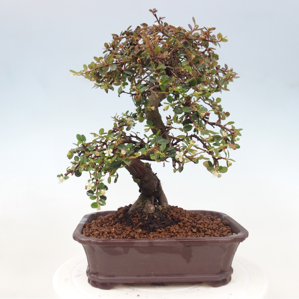 Vonkajší bonsaj-Cotoneaster dammeri - Damerova skala