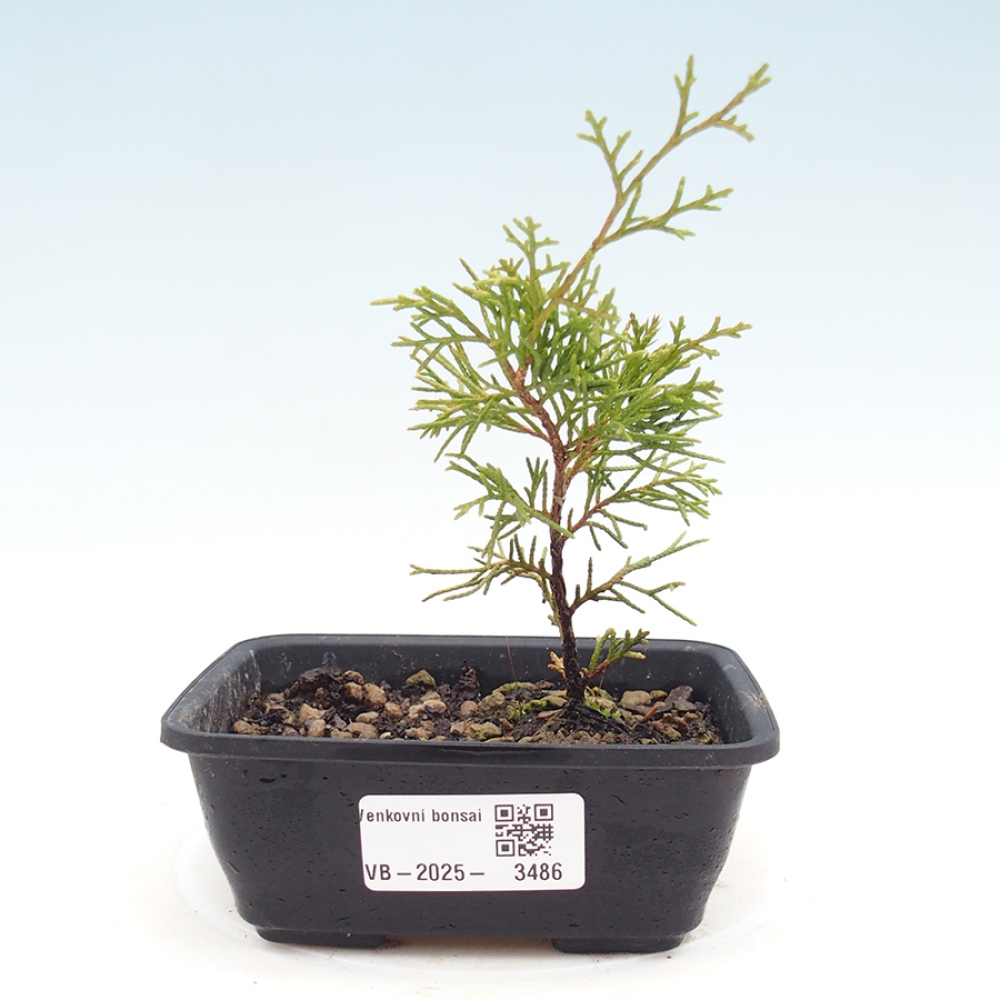 Vonkajší bonsaj - Juniperus chinensis Itoigawa