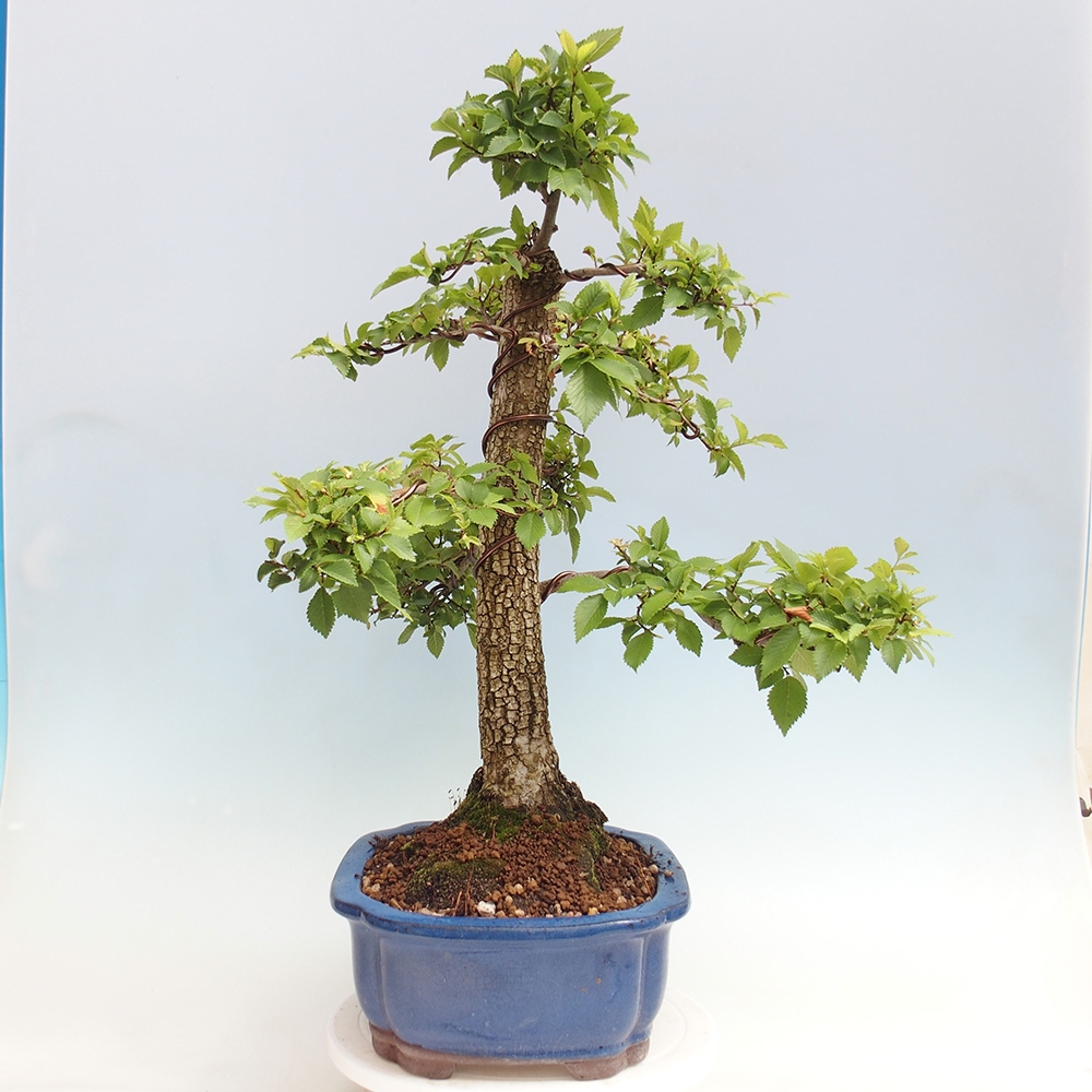 Vonkajšie bonsai - Zelkova - Zelkova Nirom