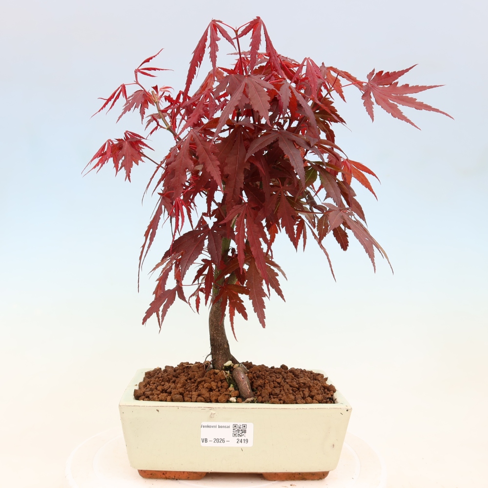 Vonkajšia bonsaj - palma Acer. Atropurpureum-Javor palmový