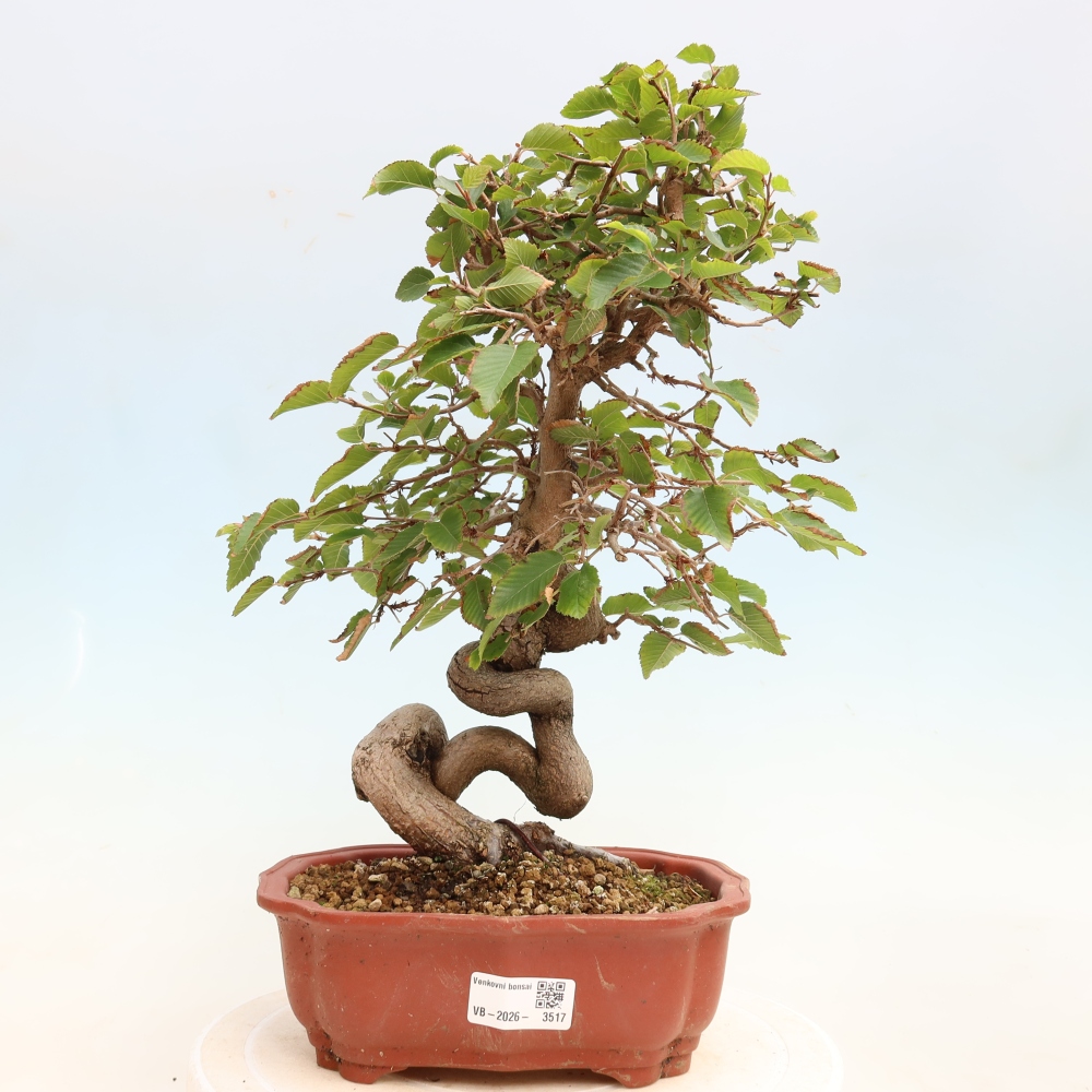 Vonkajšie bonsaje -Carpinus CARPINOIDES - Hrab kórejský