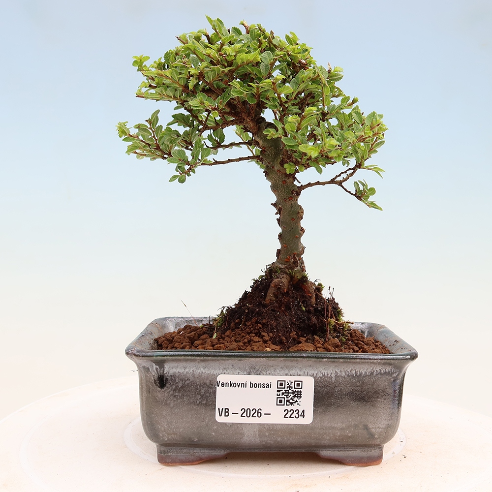 Vonkajší bonsai – Ulmus parvifolia Sagei – javor malolistý