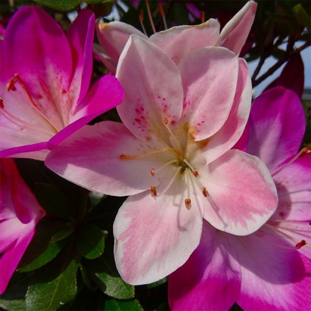 Vonkajšie bonsaje - Japonská azalka - Azalka Yoko