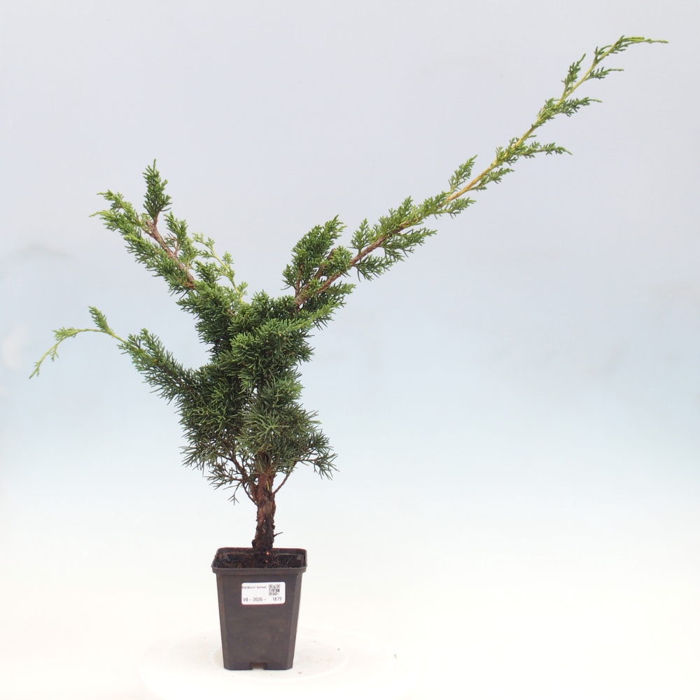 Vonkajší bonsaj - Juniperus chinensis Kishu