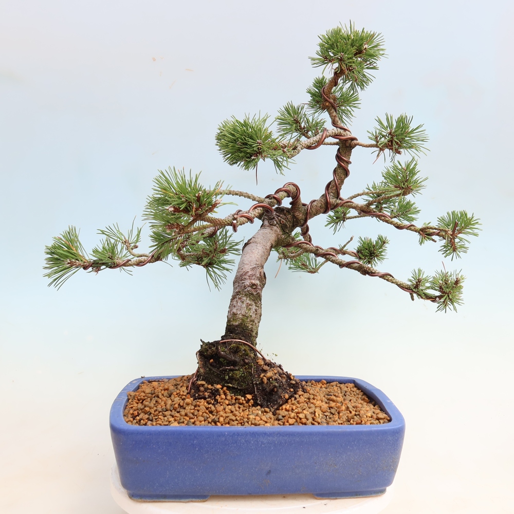 Vonkajšie bonsaje – Pinus mugo Humpy – borovica krivá